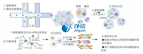 中國人自己的單細胞測序儀來了！,Drop-seq