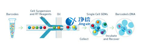 中國人自己的單細胞測序儀來了！,Drop-seq